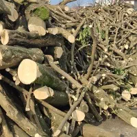 چوب پرتقال ب قیمت