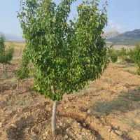 فروش باغ|فروش زمین و ملک کلنگی|کیاسر, |دیوار