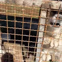سگ قدر جونی اصل هچولی