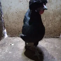 ۱عدد مرغ تازه به تخم ۱عدد خروس جوان ۲عدد مرغ محلی|حیوانات مزرعه|مشهد, سجادیه|دیوار