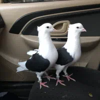 کبوتر پشت دار|پرنده|تاکستان, |دیوار