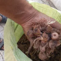 پیاز زعفران