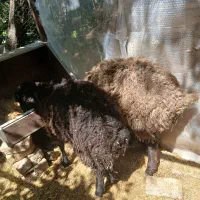 بره گوسفند نر