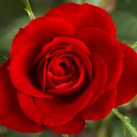 نیازمند تخمک و رحم اجاره ای