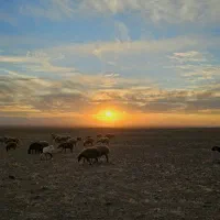 به یک چوپان نیازمندیم