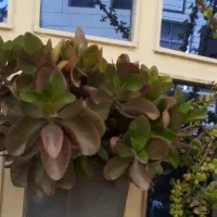 گل طبیعی حیاط و باغچه|گل و گیاه طبیعی|ورامین, ورامین|دیوار