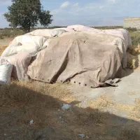 کاه گندم نارد با خرمن کوب کوبیده شده
