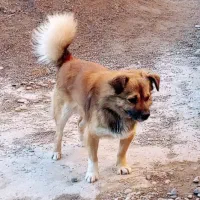 سگ‌پا کوتاه