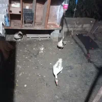 تخم غاز نطفه دار|حیوانات مزرعه|خان ببین, |دیوار