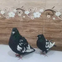 کبوتر سینه سیاه|پرنده|شیراز, حومه شیراز|دیوار