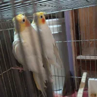 یک جفت عروس هلندی