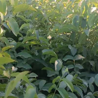 فروش نهال های میوه درجه یک پیوندی