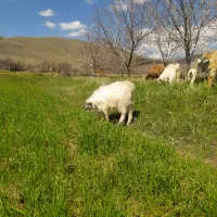 بز نر یکساله