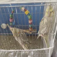 عروس هلندی