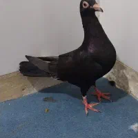 کبوتر زاغ دورگ