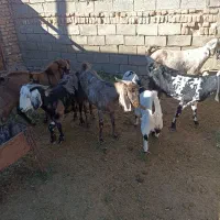 بز داشتی نژاد دار|حیوانات مزرعه|سبزوار, قصبه شرقی|دیوار