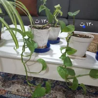 گل و گیاه طبیعی