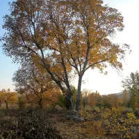 چوب|عمدهفروشی|شیروان (خراسان), |دیوار