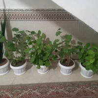 گل طبیعی|گل و گیاه طبیعی|اهر, |دیوار