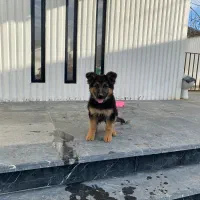 ژرمن|سگ|رشت, صفاری|دیوار