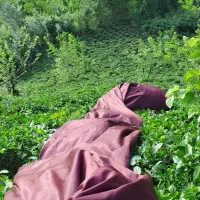 محصولات طبیعی