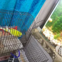 مرغ عشق|پرنده|آبادان, |دیوار