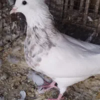 کبوتر طوق شازده نر