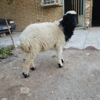 فروش دوتا بره یا گوسفند