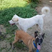 فروش یک جفت سگ مالینویز نروماده