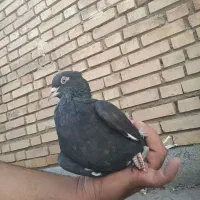 دم سفید نر|پرنده|فولادشهر, A6|دیوار