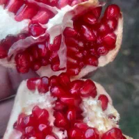 آب انار ۱۰۰ درصد طبیعی|خوردنی و آشامیدنی|کوهدشت, |دیوار