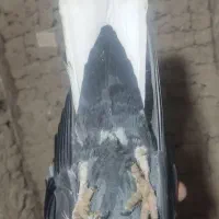 تعدادی کفتر|پرنده|زرند, |دیوار