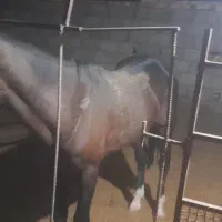 اسب|اسب و تجهیزات اسبسواری|گناباد, |دیوار