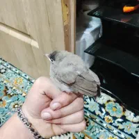 قناری جوجه قناری