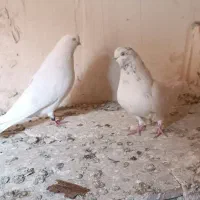 کبوتر قره دومدیح|پرنده|آذرشهر, |دیوار