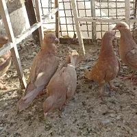 کبوتر زرد|پرنده|قزوین, |دیوار
