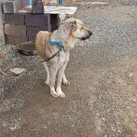 واگزاری سگ سرابی