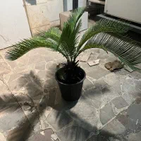 سیکاس