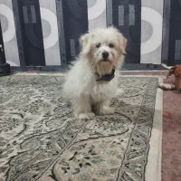 پیداشده|حیوانات|عباسآباد, |دیوار