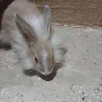 خرگوش|موش و خرگوش|سبزوار, هویزه|دیوار