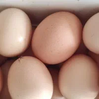 تخم مرغ محلی 18 هزار