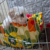 واگذاری سگ نژاد پودل کراس ۲ ماهه ( رایگان نیست)|سگ|تهران, جوادیه|دیوار