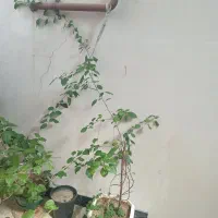 گل کاغذی