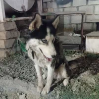 سگ هاسگی نر سالم واکسن زده معاوضه باسگ نگهبان|سگ|همدان, |دیوار