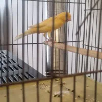 قناری مست|پرنده|بهار, |دیوار