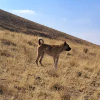 واگذاری سگ سرابی همه چیز به ضمانت ۱۸ماهه|سگ|جوادآباد, |دیوار