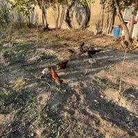 مرغ و خروس گلین/ لاری/گلپایگانی