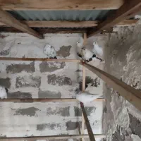 کبوتر فروشی