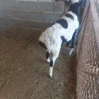 بره قوچ|حیوانات مزرعه|مرودشت, الماس آباد|دیوار