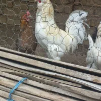 تخم مرغ گلین